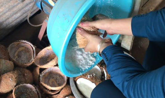 棕櫚果